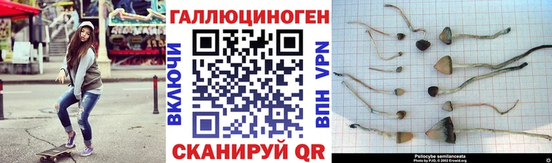 Галлюциногенные грибы GOLDEN TEACHER  Купить  Александров 